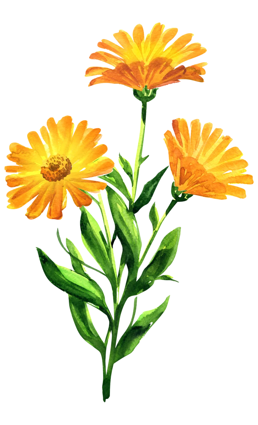 Calendula botanical illustration