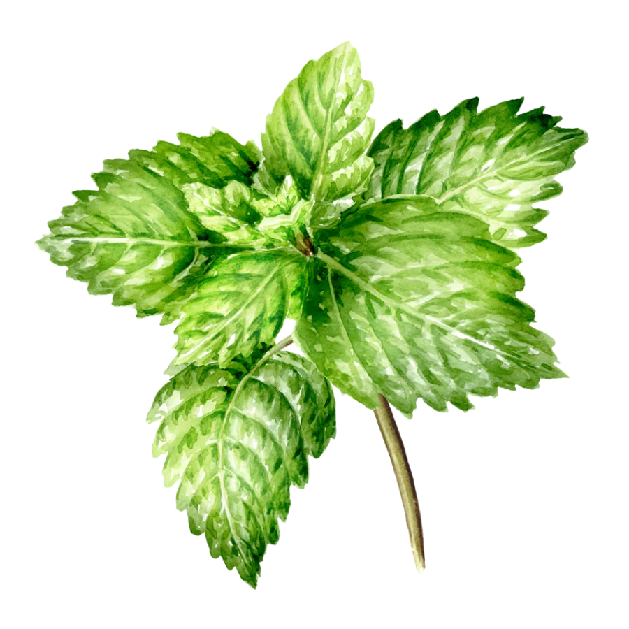 Peppermint botanical illustration