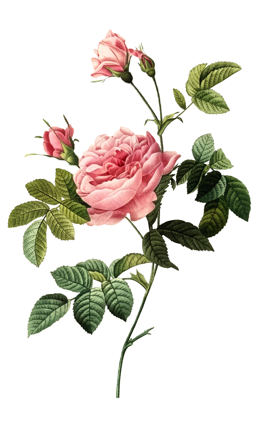 Rose Petals botanical illustration