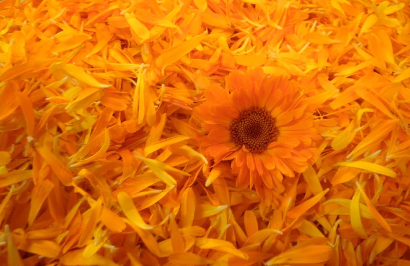 Calendula