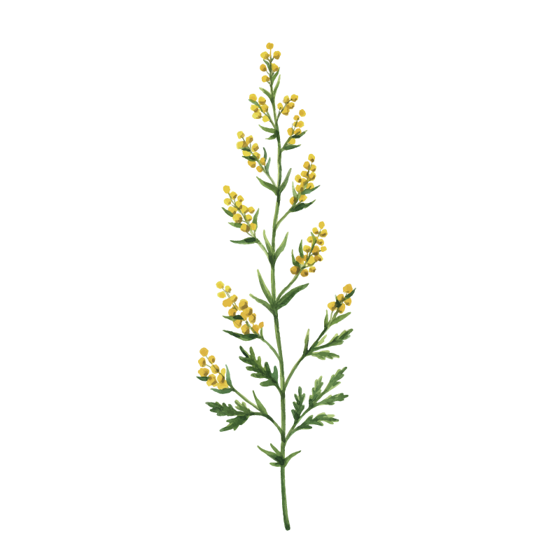Wormwood