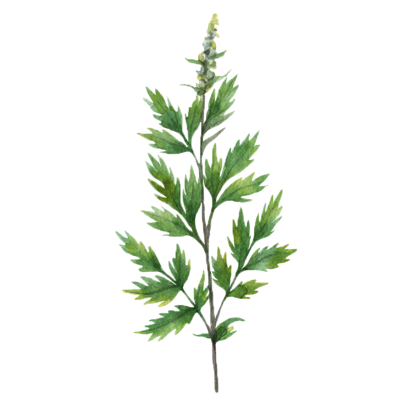 Mugwort