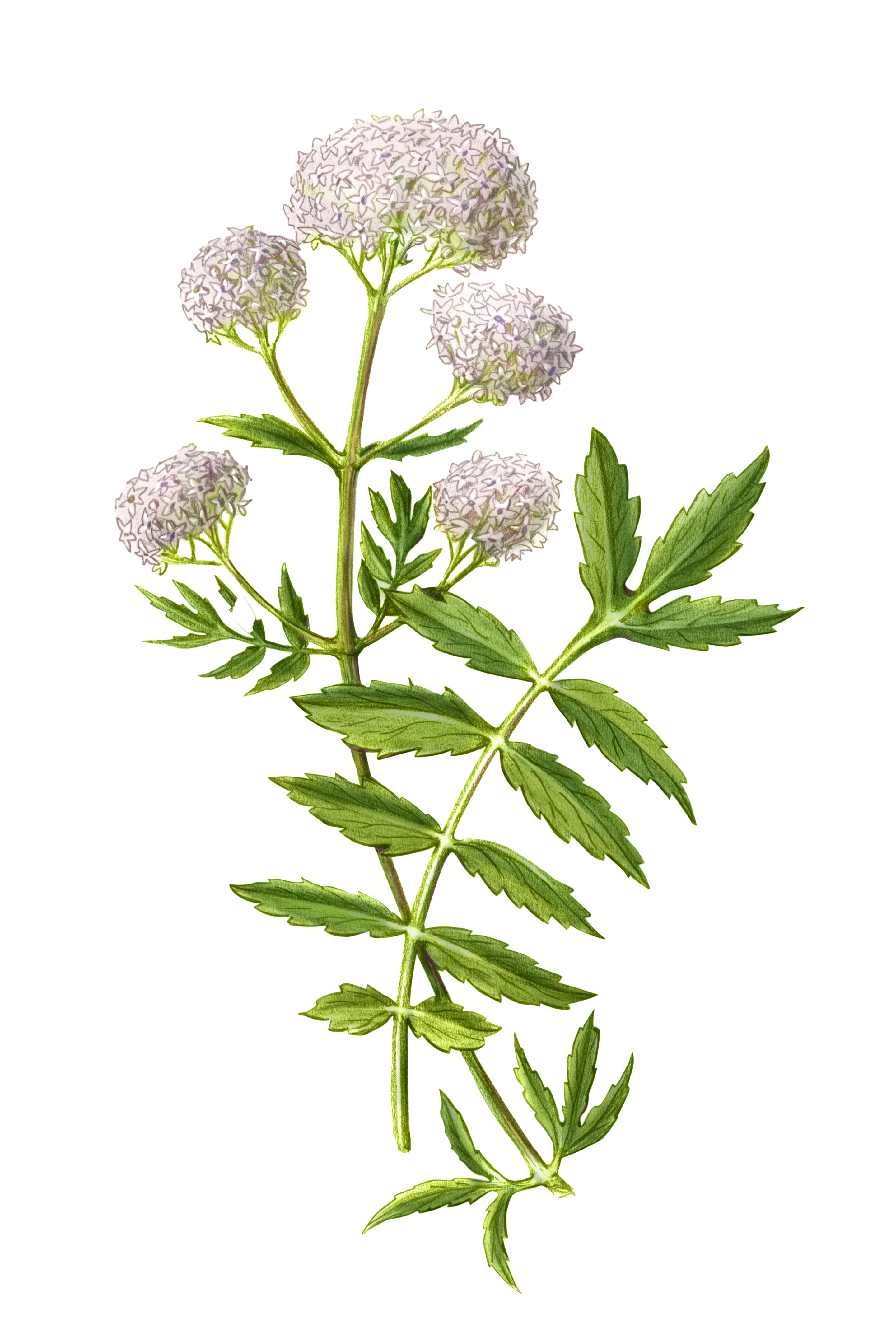 Valerian