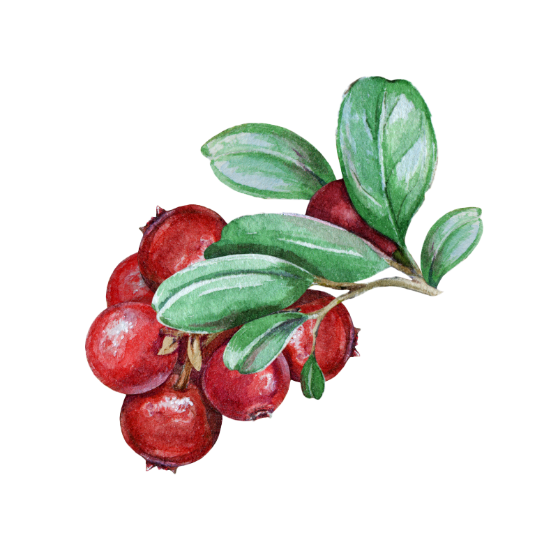 Uva Ursi