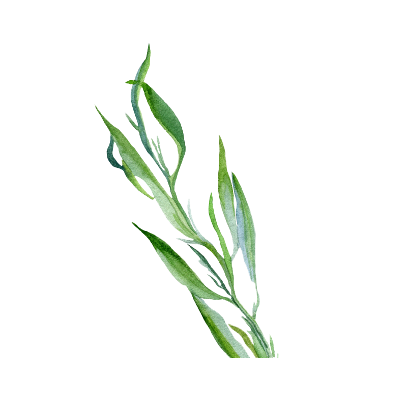 Tarragon