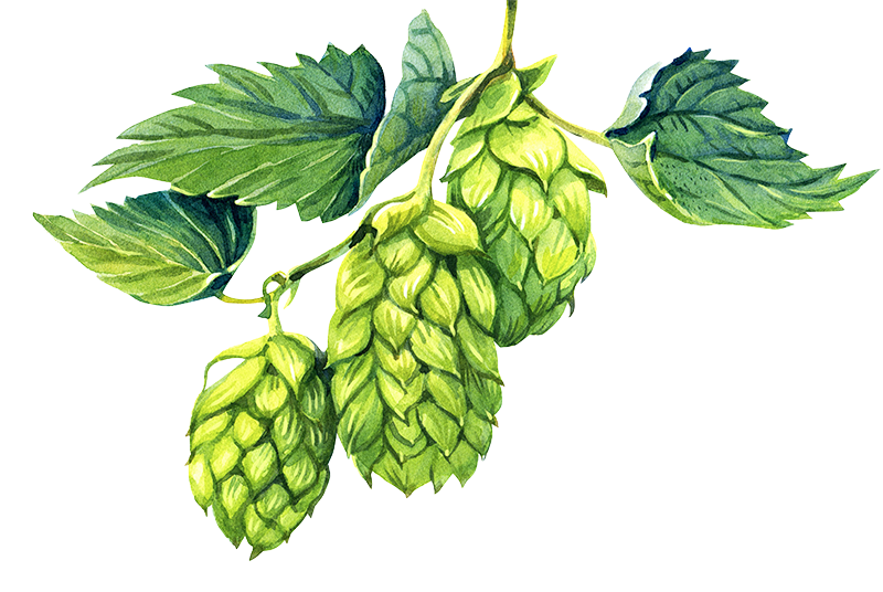 Hops