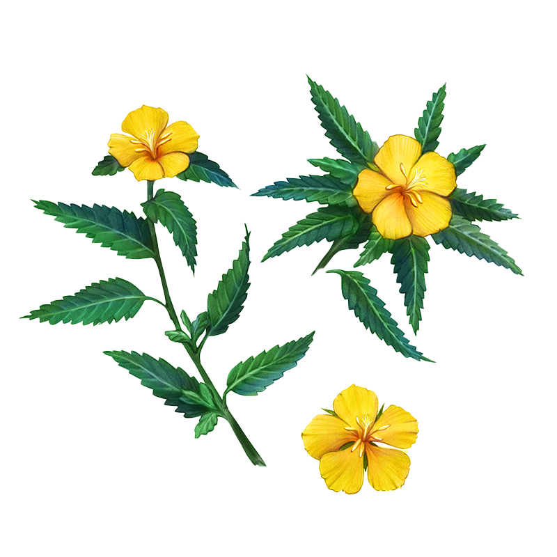 Damiana