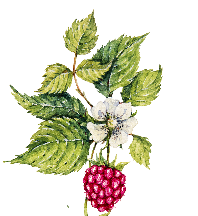 Red Raspberry Leaf