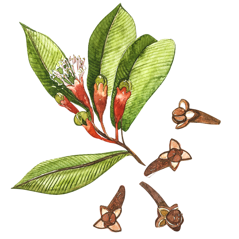 Clove