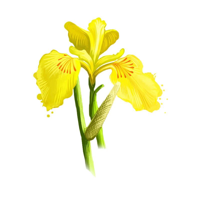 Calamus botanical illustration