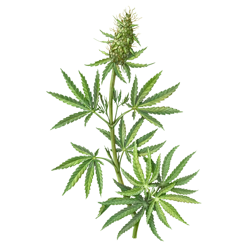 Hemp Flower