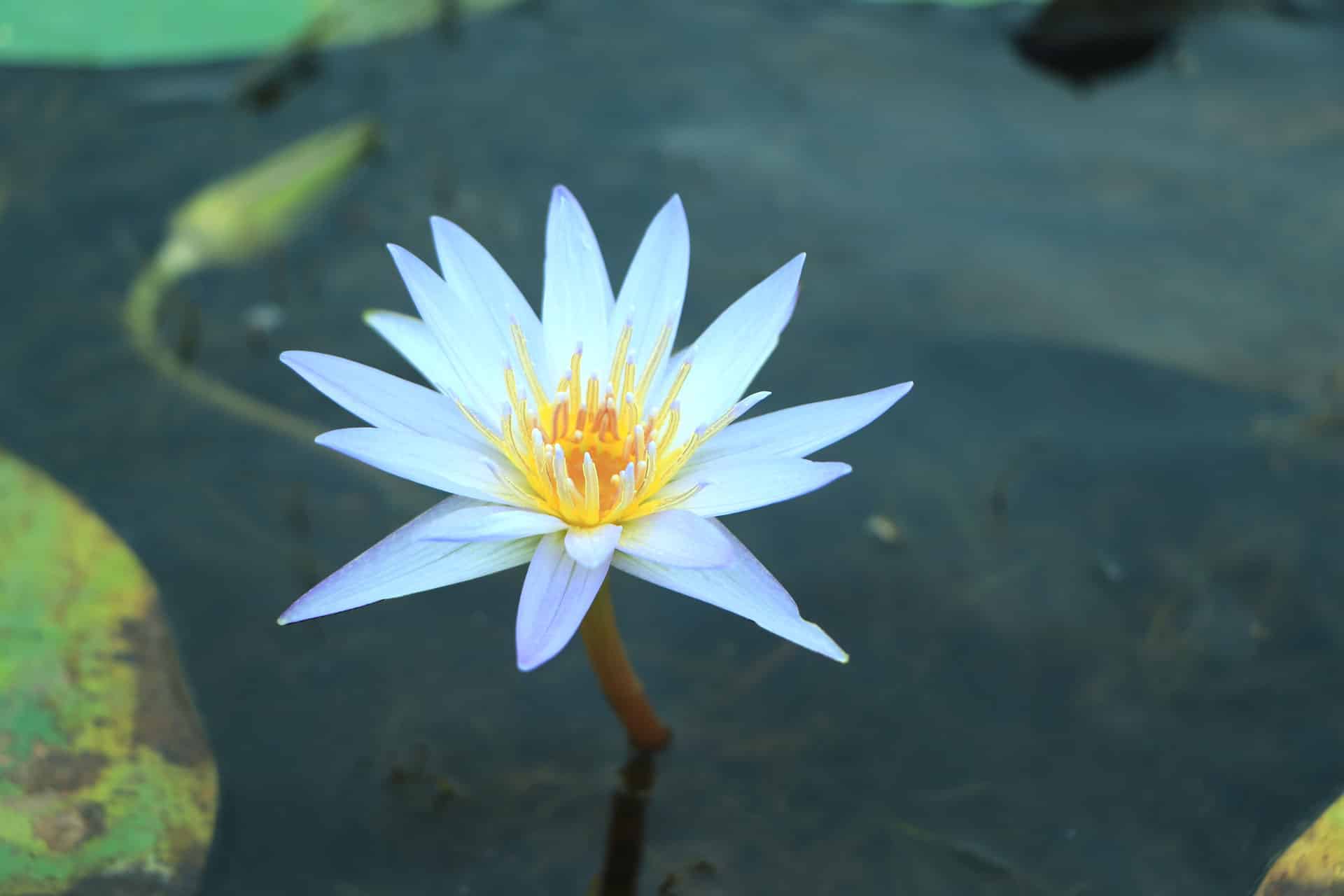 Blue Lotus