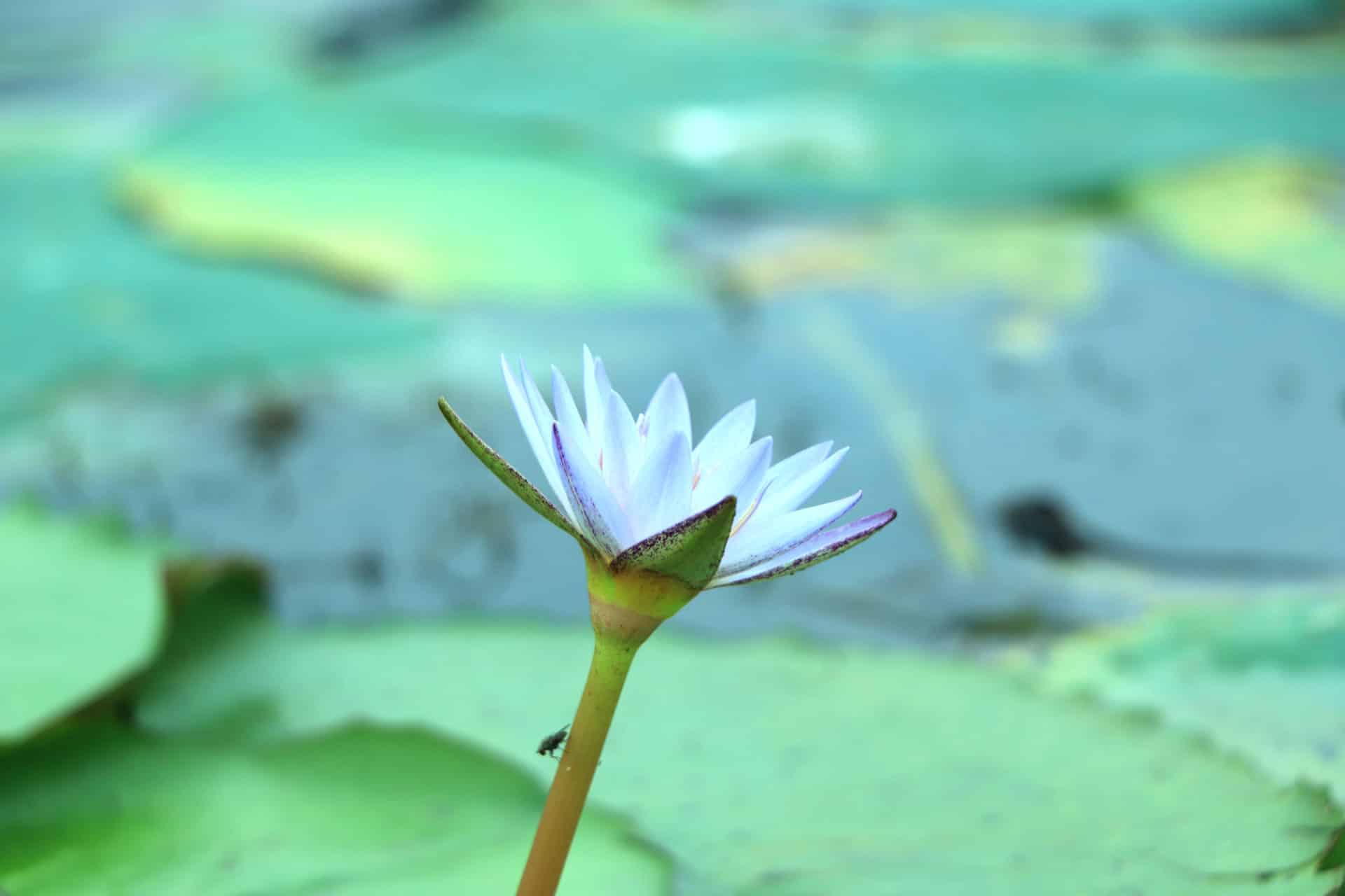 Blue Lotus