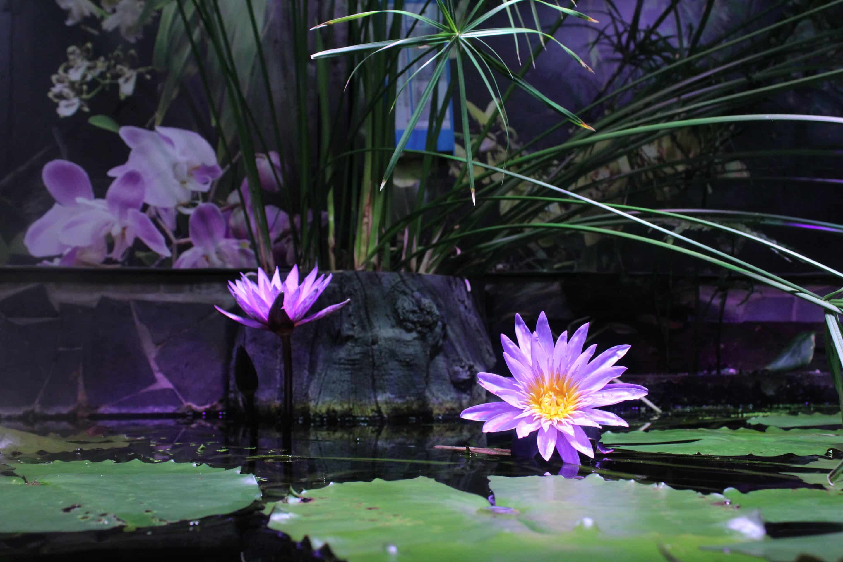 Blue Lotus
