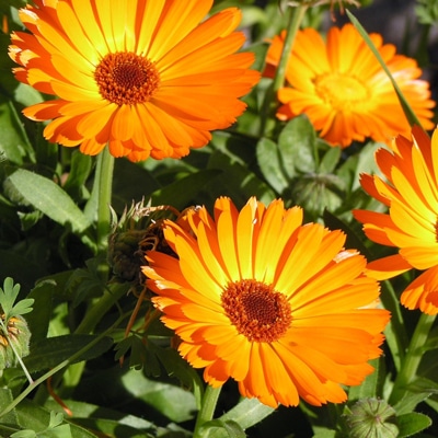 Calendula